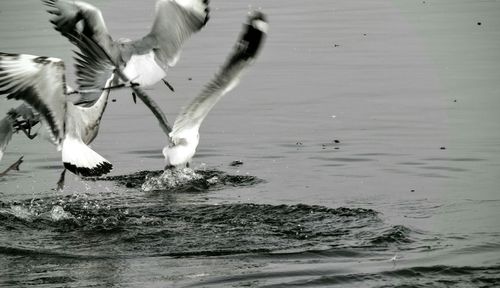 Bird flying over water