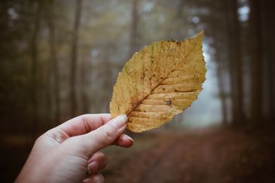 Close-up of hand holding autumn leaf