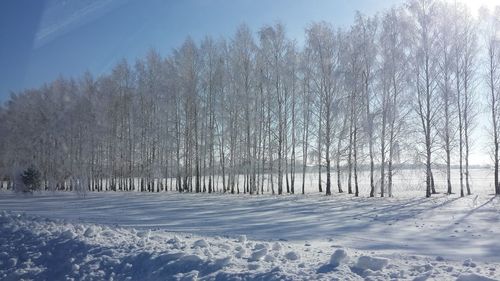 Bare trees on snow covered landscape