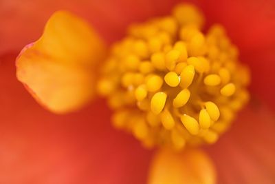 Close-up of yellow flower