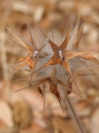 Close-up of insect on plant at field