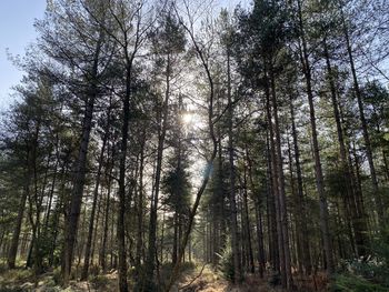 Low angle view of trees in forest against sky