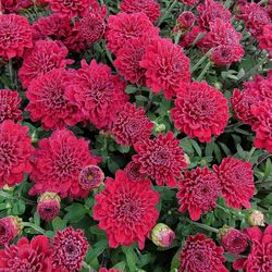 Full frame shot of red flowering plants