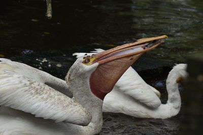 Close-up of swan swimming in lake