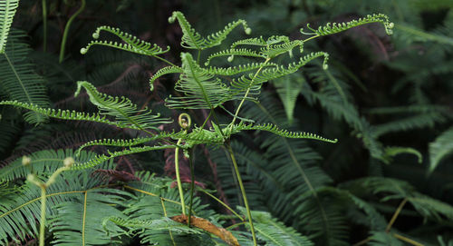 Close-up of fern leaves