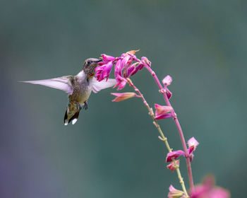 Close up of pink flower