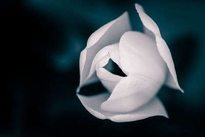Close-up of flower against blurred background
