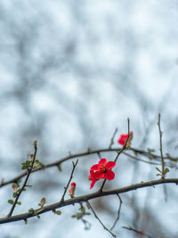 Close-up of red flowers