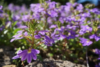 Close-up of purple crocus flowers