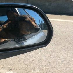 Close-up of dog on road