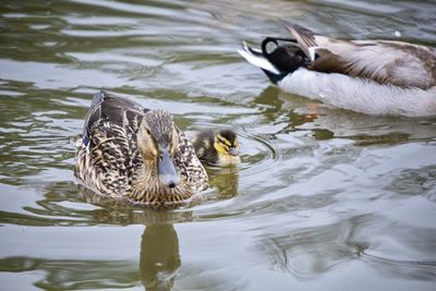 Ducks swimming in lake