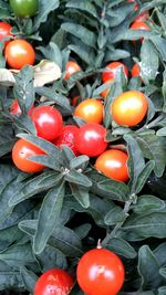 Close-up of red tomatoes