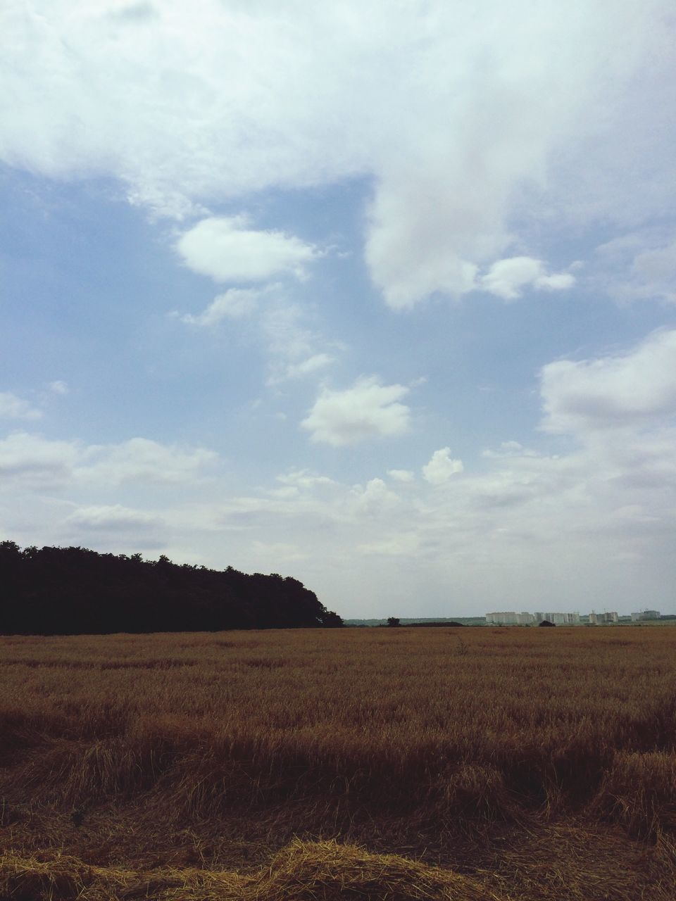 landscape, field, rural scene, agriculture, tranquil scene, sky, tranquility, scenics, farm, beauty in nature, nature, crop, growth, horizon over land, cloud - sky, cloud, cultivated land, outdoors, grass, non-urban scene