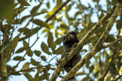 Low angle view of bird perching on tree against sky