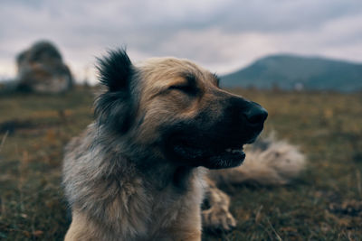 Close-up of dog looking away