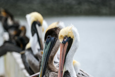 Close-up of birds in nest