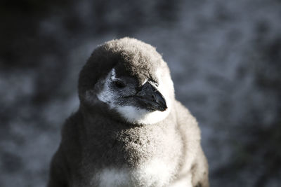 Close-up of penguin against blurred background