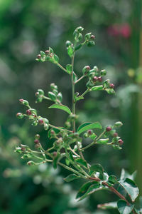 Close-up of plant