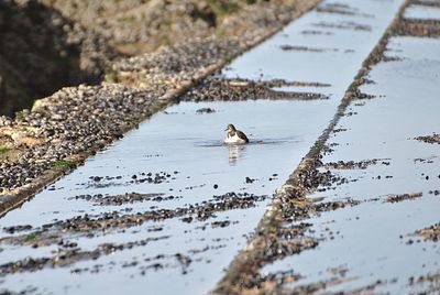 View of small duck on beach