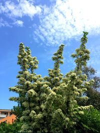 Low angle view of flowering plants against sky