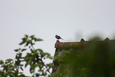 Low angle view of bird perching on a plant