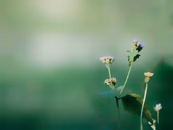 Close-up of flowering plant