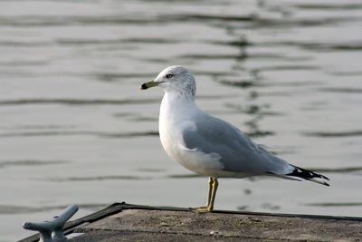 Close-up of seagull perching on wood
