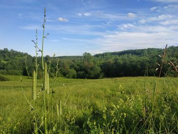 Scenic view of agricultural field against sky