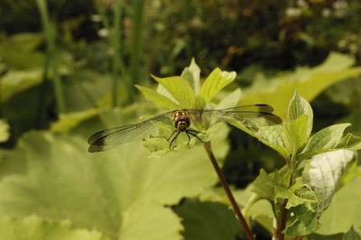 Close-up of insect on flower