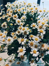 Close-up of white daisy flowers