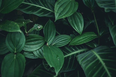 Full frame shot of leaves