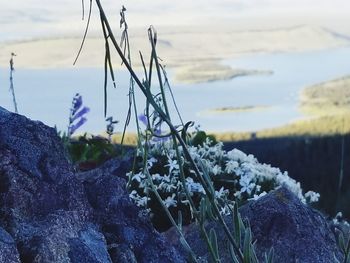 Close-up of plants by sea against sky