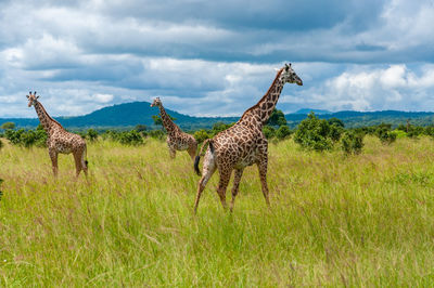 Giraffe standing on field against sky