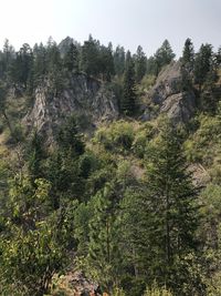 Pine trees in forest against sky