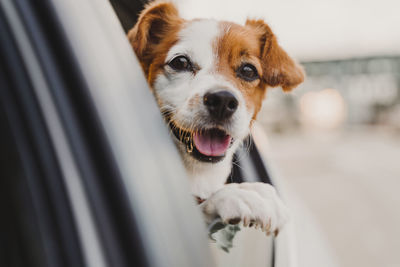 Close-up of dog looking away