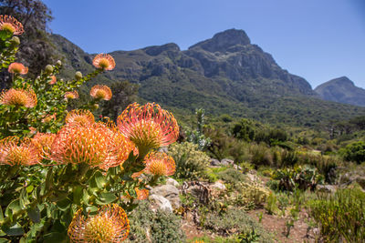 Cactus plants growing on land against mountains