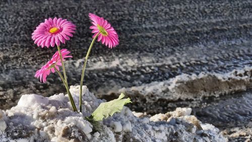 Close-up of pink flowers blooming outdoors