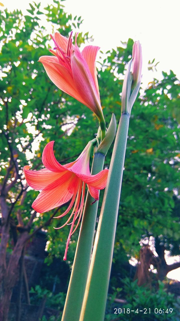 CLOSE-UP OF FRESH RED FLOWER WITH GREEN LEAVES