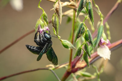 Close-up of insect on flower