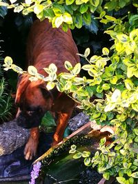 High angle view of cat amidst plants