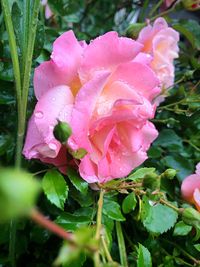 Close-up of wet pink rose