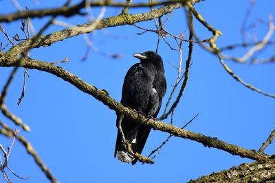 Low angle view of a raven perching on tree against sky