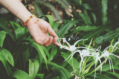 Close-up of hand holding plant outdoors