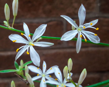 Close-up of white flowering plant