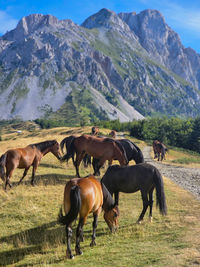 Horses on field against mountain