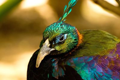 animal themes