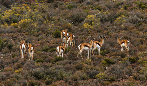 High angle view of deer on field