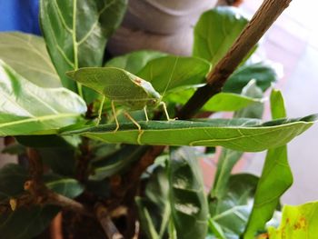 Close-up of insect on plant