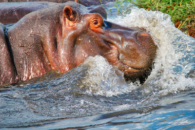 Close-up of turtle in river