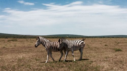 Zebras on field against sky 